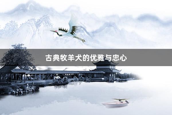 古典牧羊犬的优雅与忠心